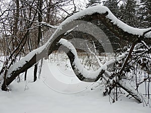 Snowy trees in forest , Lithuania