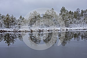 Snowy trees and grass with reflection on the bog pool on a gloomy winter day