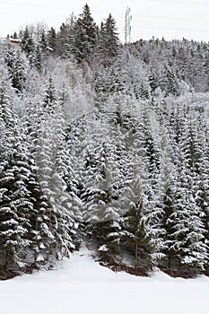 Snowy trees landscape, with a lot of snow