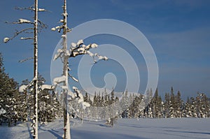 Snowy trees in Laplans, Finland