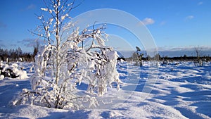 Snowy trees, Lithuania