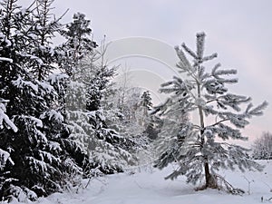 Snowy trees, Lithuania