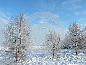 Snowy trees, Lithuania