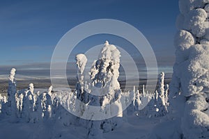 Snowy trees on the mountain