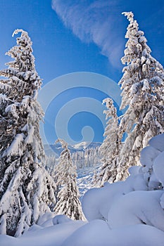 Snowy trees and mountains