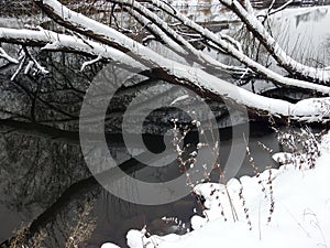 Snowy trees near river , Lithuania