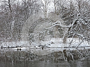 Snowy trees near river , Lithuania