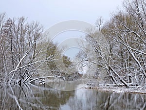 Snowy trees near river , Lithuania