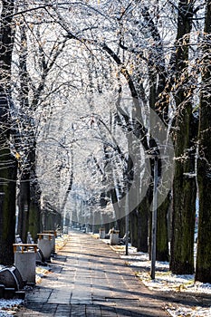 Snowy trees in park