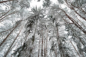 Snowy trees pine trunks and branches against the winter sky. Christmas background with coniferous trees.