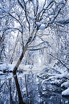 Snowy Trees and Reflecting Pond