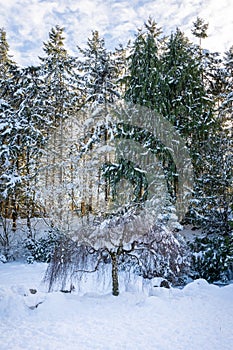 Snowy trees in a snow covered park