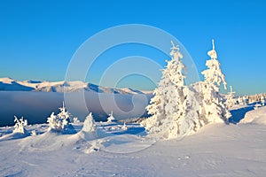 Snowy trees stand on the lawn under the sun. The high mountains are covered with snow. A beautiful winter day.