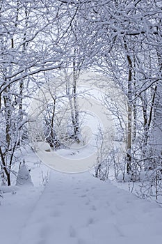 Snowy trees and steps in Finland