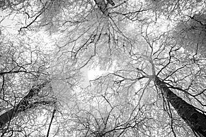 Snowy trees in winter - black and white