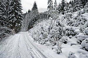 Snowy trees in winter forest