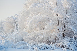 Snowy trees, winter forest, snow, winter landscape