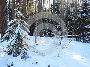 Snowy trees in winter, Lithuania