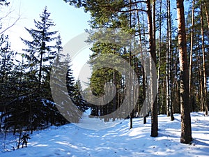 Snowy trees in winter, Lithuania