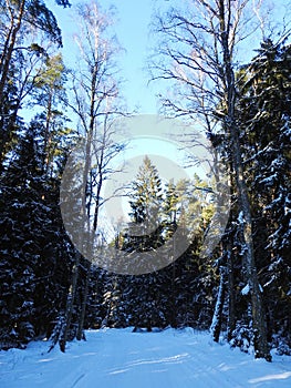 Snowy trees in winter, Lithuania