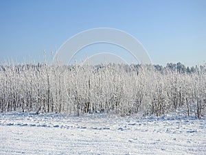 Snowy trees in winter, Lithuania