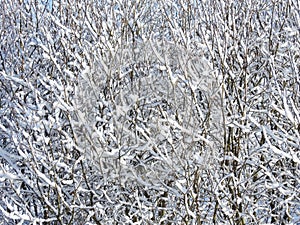 Snowy trees in winter, Lithuania