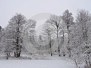 Snowy trees in winter, Lithuania