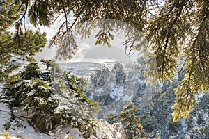 Snowy trees in winter. View from mountain Parnitha in Greece.