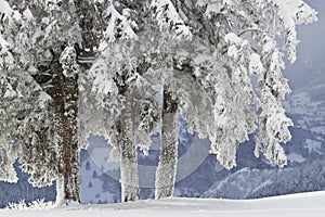 Snowy trees, winter in the Vosges, France