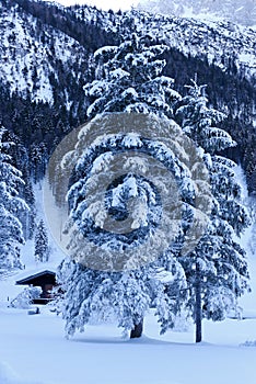 Snowy trees in winter wonderland in the mountains