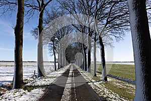 Snowy trees and a wintry landscape along the road