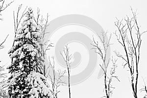 Snowy treetops in gray-white sky colorless winter season nature background