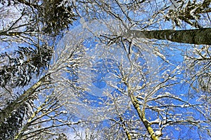 Snowy treetops low-angle to blue sky, winter season nature