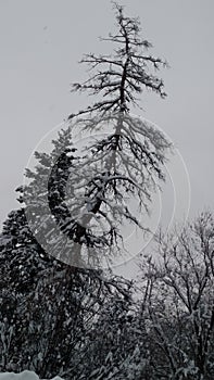 Snowy treetops on the mountai photo
