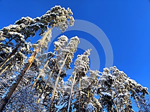 Snowy treetops of scots pines in special perspective skyward with cloudless dark blue sky background