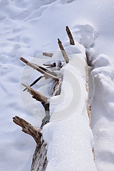 Snowy trunk