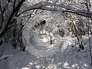 Snowy tunnel of tree branchces