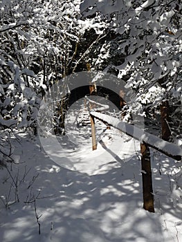 Snowy tunnel of tree branchces