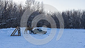In a snowy valley there is an old car and a two-humped camel