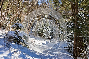 Snowy view of the beautiful Osha Trail