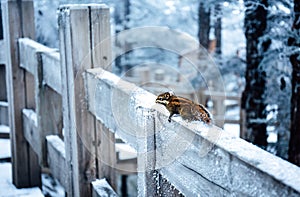 A snowy view of xiling snow muntain