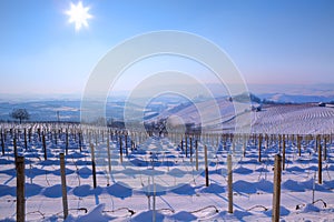 Snowy vineyards. Piedmont, Italy.