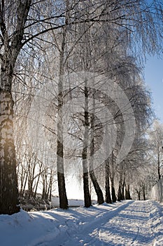 Hoarfrost on birches on snow covered path on winter day with blue sky