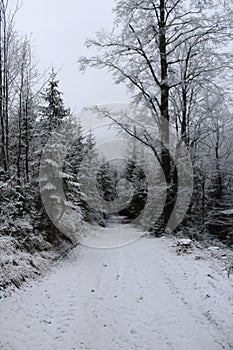 Snowy way through the Krkonose Mountains