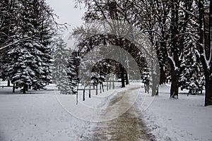 A snowy way. A road in the trees. Amazing winter in the dark day. A snowy trees, footsteps in snow