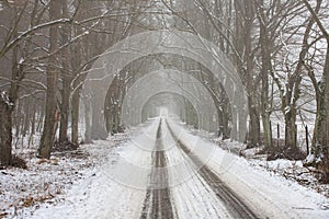 Snowy way running through a forest