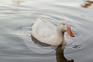 A snowy white domestic duck breed known as American Pekin or white pekin swimming in a pond