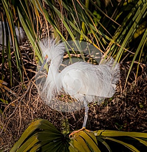 Snowy white egret fluffs up her feathers in breeding season