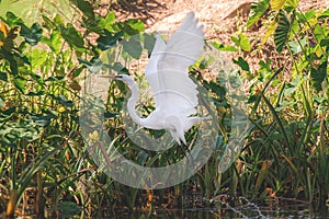 Snowy White Egret Flying