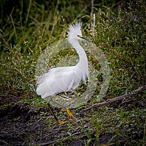 Snowy white egret with its signature yellow feet, shows off some fluffy feathers of breeding plumage